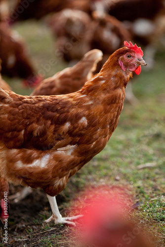 Molting Free Range Chicken on a Rural Farm in a Flock of Chickens in Winter photo