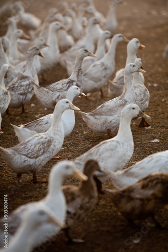 Flock of Free Range White and Black Ducks on a Farm at Sunrise