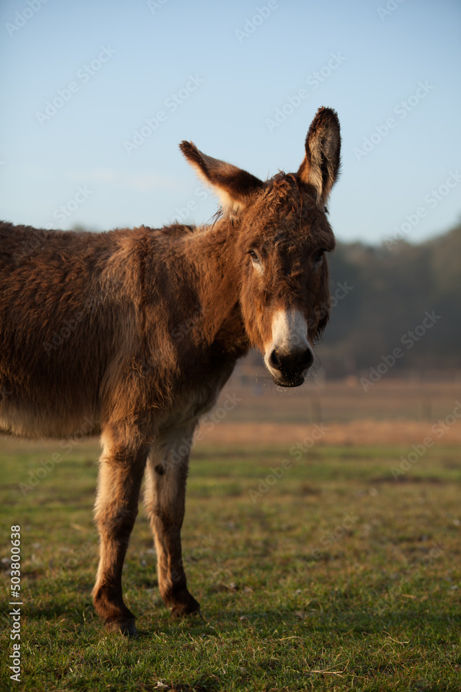 Golden Brown and White Donkey in a Pasture at Sunrise Golden Brown and White Donkey in a Pasture at Sunrise