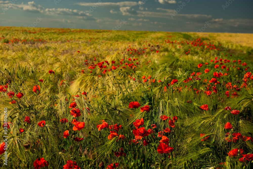 Blooming wheat field with poppies at sunset.Beautiful country landscape. Blooming wheat field with poppies at sunset.Beautiful country landscape.
