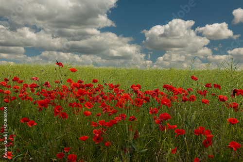 Blooming  field with poppies .Beautiful country landscape.