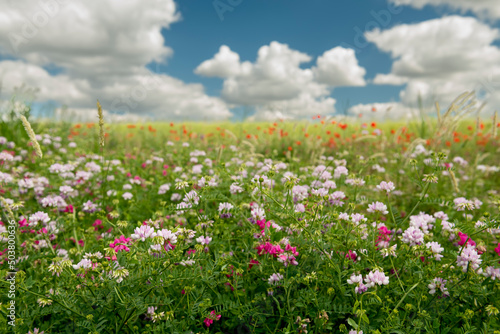 Beautiful blooming lush meadow and sky with clouds on a sunny day. The concept of summer outdoor recreation.