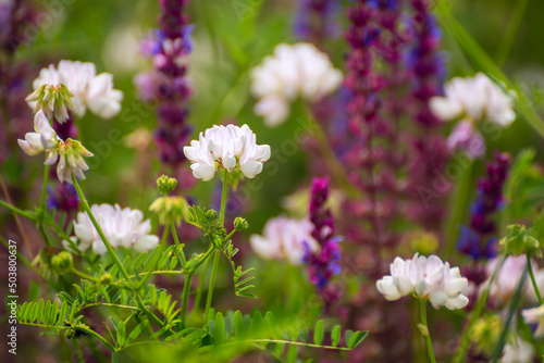 Beautiful blooming lush meadow. Spring or summer meadow with flowers.