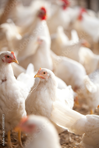 Free Range Flock of White Chickens Poultry Broiler