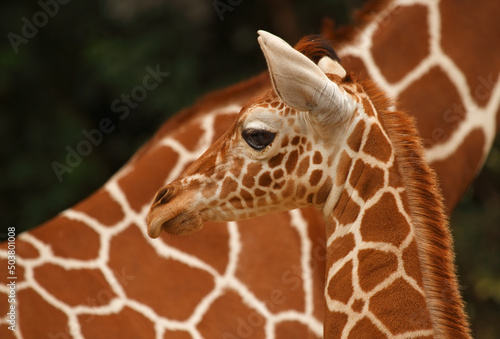 Photography Portrait of baby giraffe with mother in the background