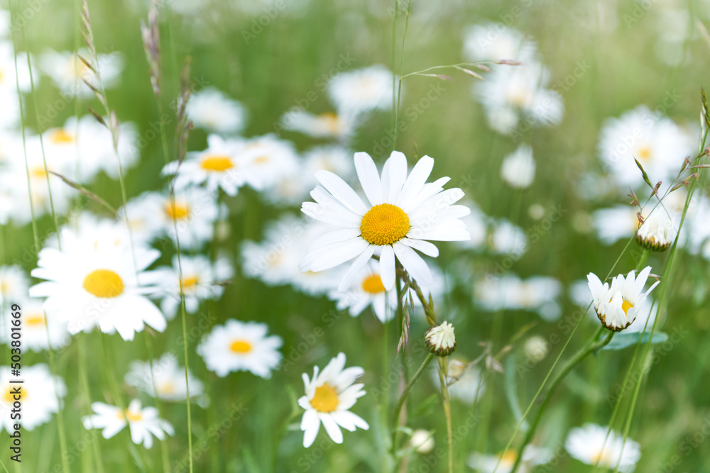 Nature background with wild flowers camomiles. Soft focus. Close up. Nature background with wild flowers camomiles. Soft focus. Close up.