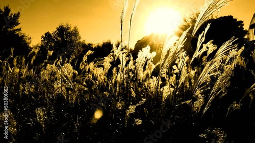 Wallpaper Mural sunset in the field Torontodigital.ca