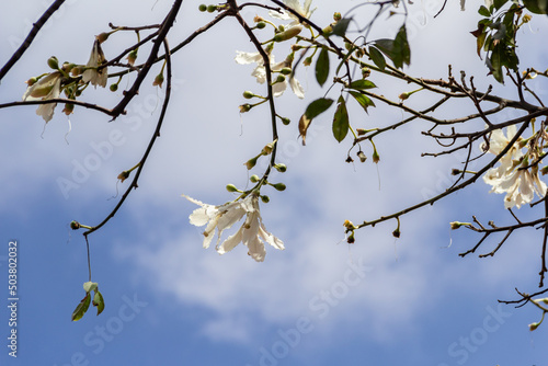 Detalhe de galhos cheio de flores brancas. Ceiba glaziovii. Paineira branca.