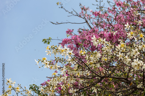Detalhe de galhos de duas árvores diferentes, cheios de flores.  Ceiba glaziovii e Ceiba speciosa. Vulgarmente conhecidas como 