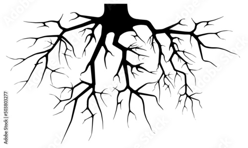 Root of tree. Black root system silhouette - vector illustration for your design.