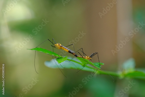Wallpaper Mural spider on a leaf Torontodigital.ca