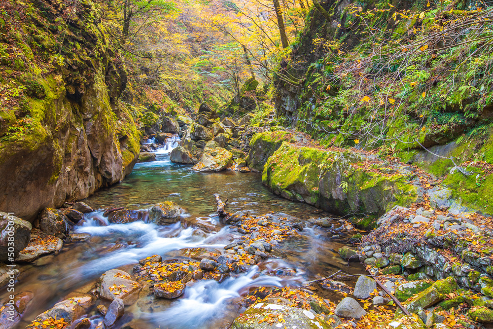 Obraz premium 山梨県 西沢渓谷の紅葉