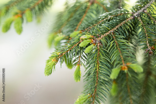 Pine branches of coniferous needles background close-up. © ALEXSTUDIO