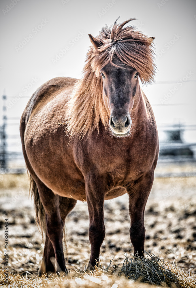 Obraz premium Icelandic Horse, pregnant mare, Manitoba, Canada.