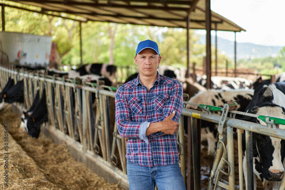 Man cowboy at cow farm ranch Man cowboy at cow farm ranch
