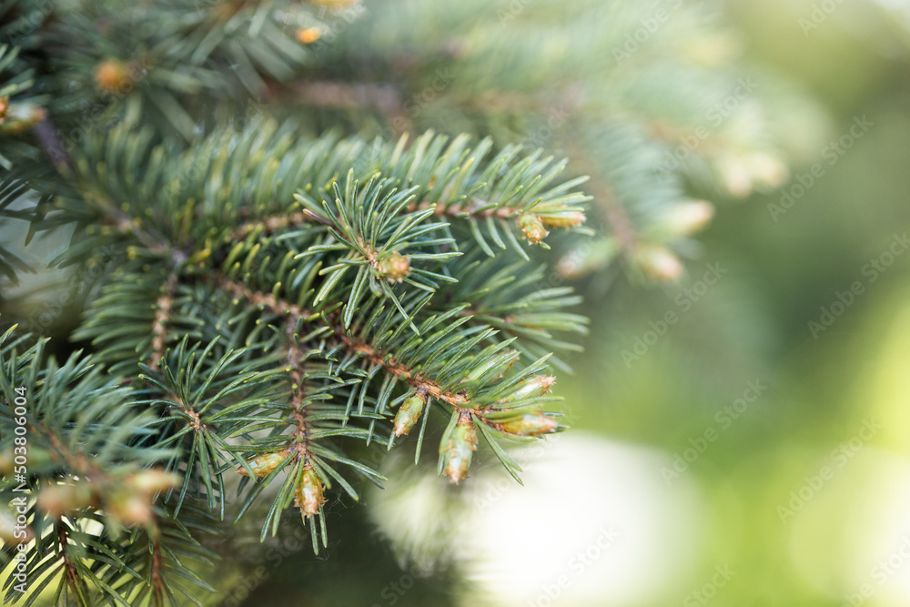 Green coniferous twigs. A pine twig is placed at the top of a blurred horizontal background illuminated by sunlight