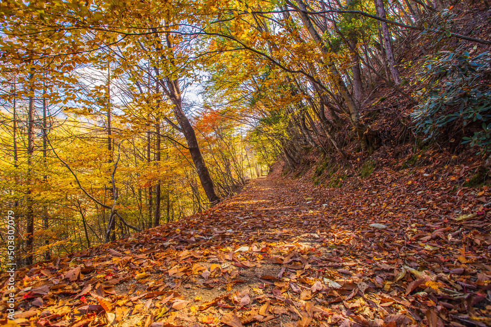 Fototapeta premium 山梨県 西沢渓谷の紅葉