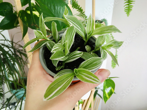 Sprays of variegated Tradescantia Albiflora in the pot. Female hand with tradescantia pot.