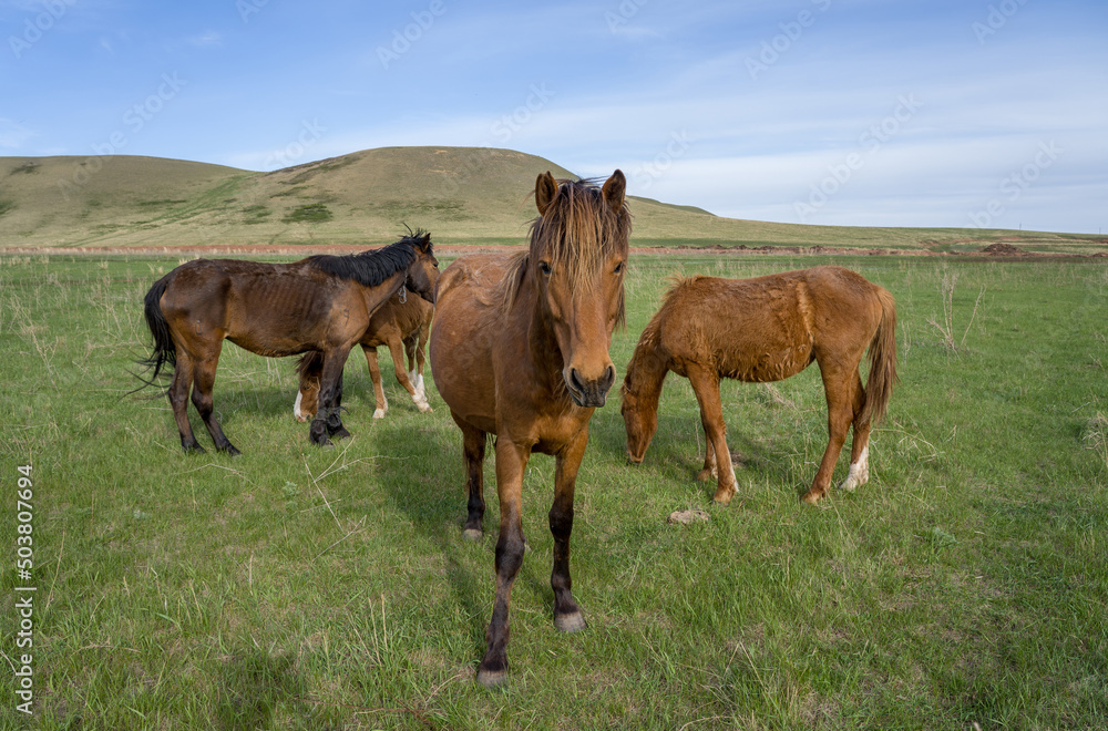 Horses in a pasture with mountains in the background.