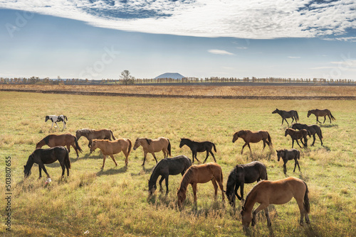 Horses in a pasture with mountains in the background.