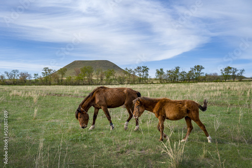 Horses in a pasture with mountains in the background. There is free space for inserts.