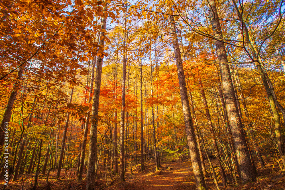 Fototapeta premium 山梨県 西沢渓谷の紅葉