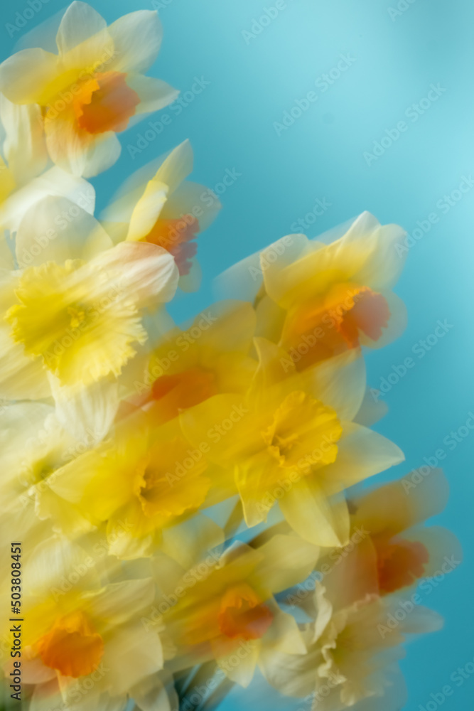 Fototapeta premium Bouquet of daffodils on a blue background, blurry motion, abstract composition. Copy space
