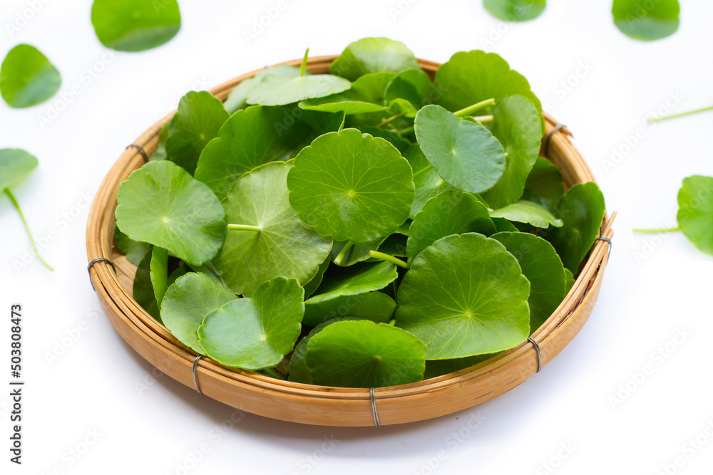 Fresh green centella asiatica leaves or water pennywort plant Fresh green centella asiatica leaves or water pennywort plant