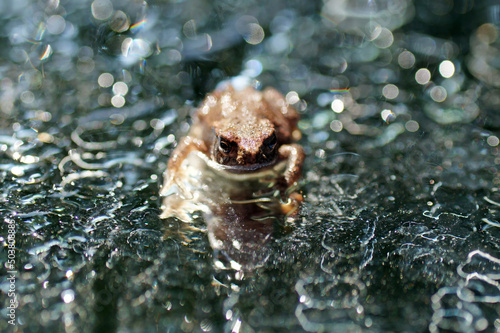 Closeup of a brown wood frog on the ice photo