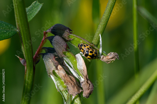 Wallpaper Mural Propylea quatuordecimpunctata - 14-spotted ladybird beetle - Coccinelle à damier - Coccinelle à 14 points Torontodigital.ca