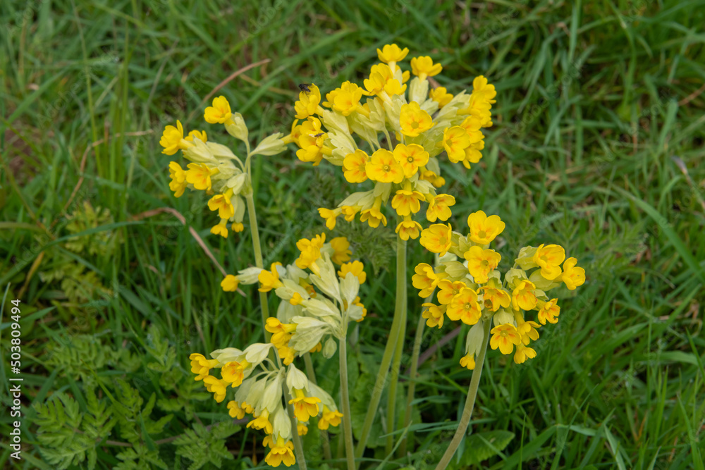 Cowslip (primula veris) flowers in bloom