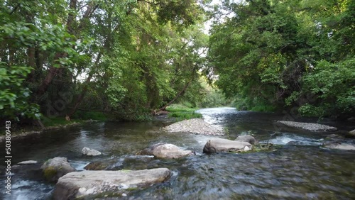 river in the forest