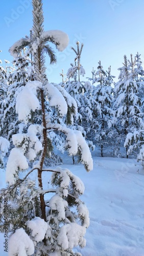 winter landscape