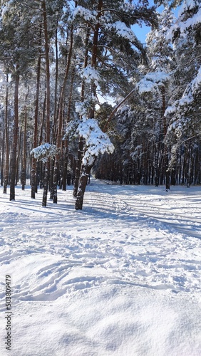 winter landscape