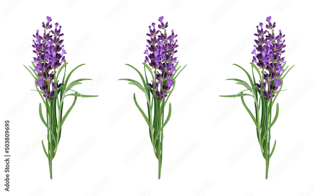 Fototapeta premium Isolated bouquets of blooming lavender on a white background