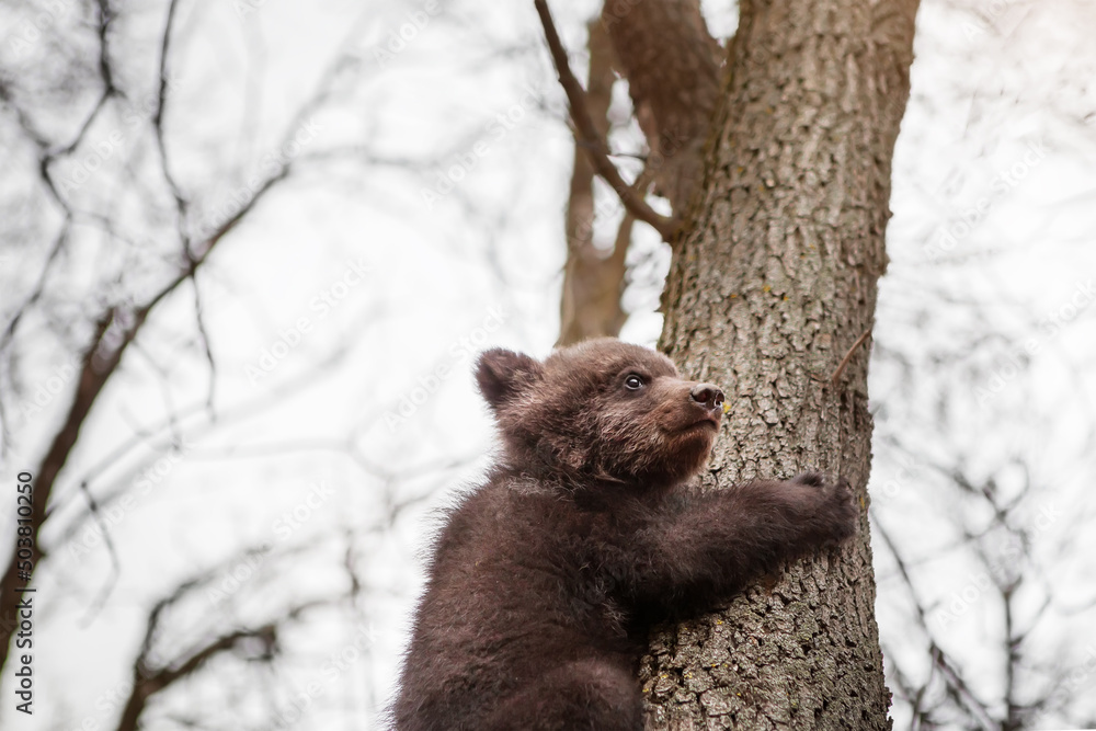 Obraz premium Portrait of a little bear cub climbing a tree. Wildlife protection concept.