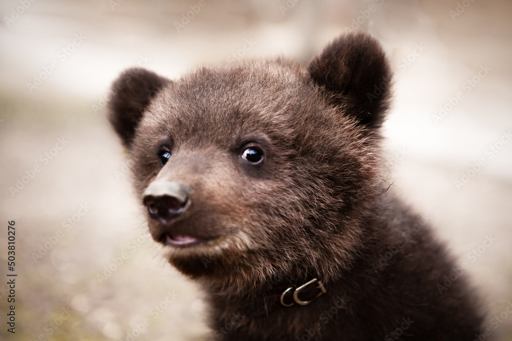 Fototapeta premium Portrait of a small, very cute and funny brown bear cub, who is looking at the camera.