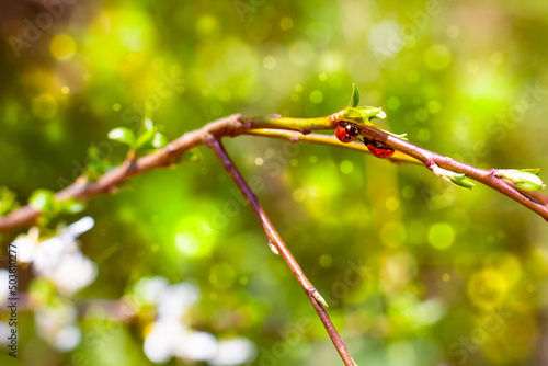 A pair of ladybugs on a flowering tree branch. Beautiful summer background with bokeh and sun glare
