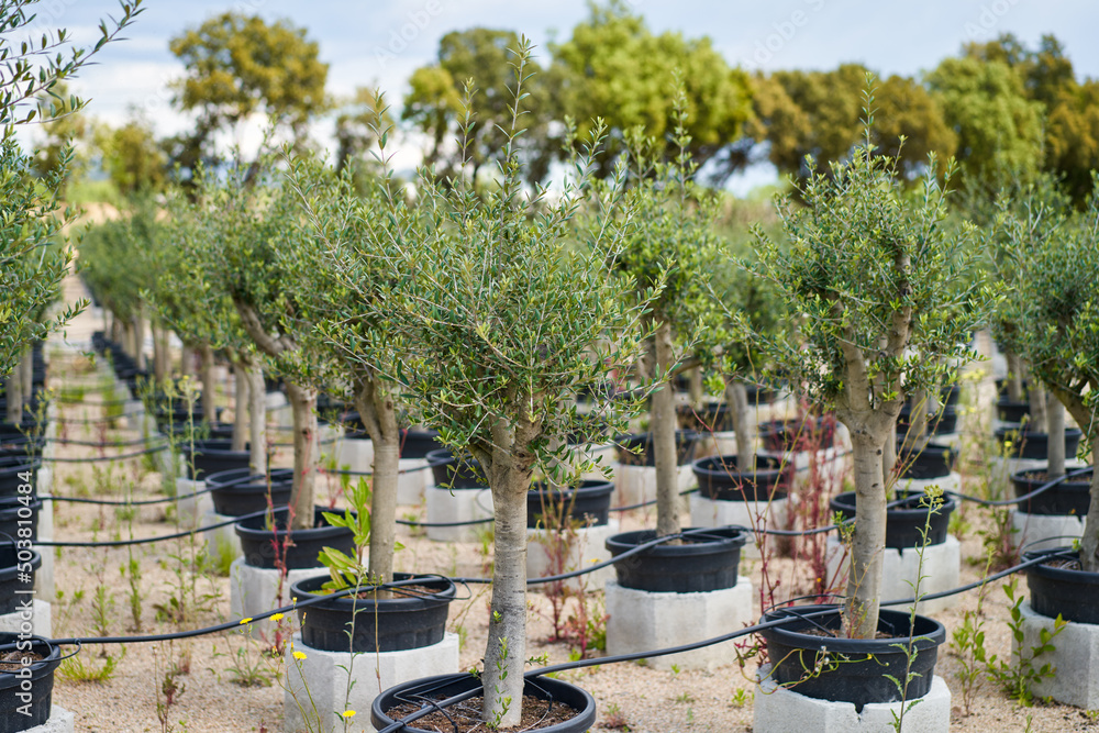 Obraz premium View in the rows of a young tree nursery. Growing plants trees