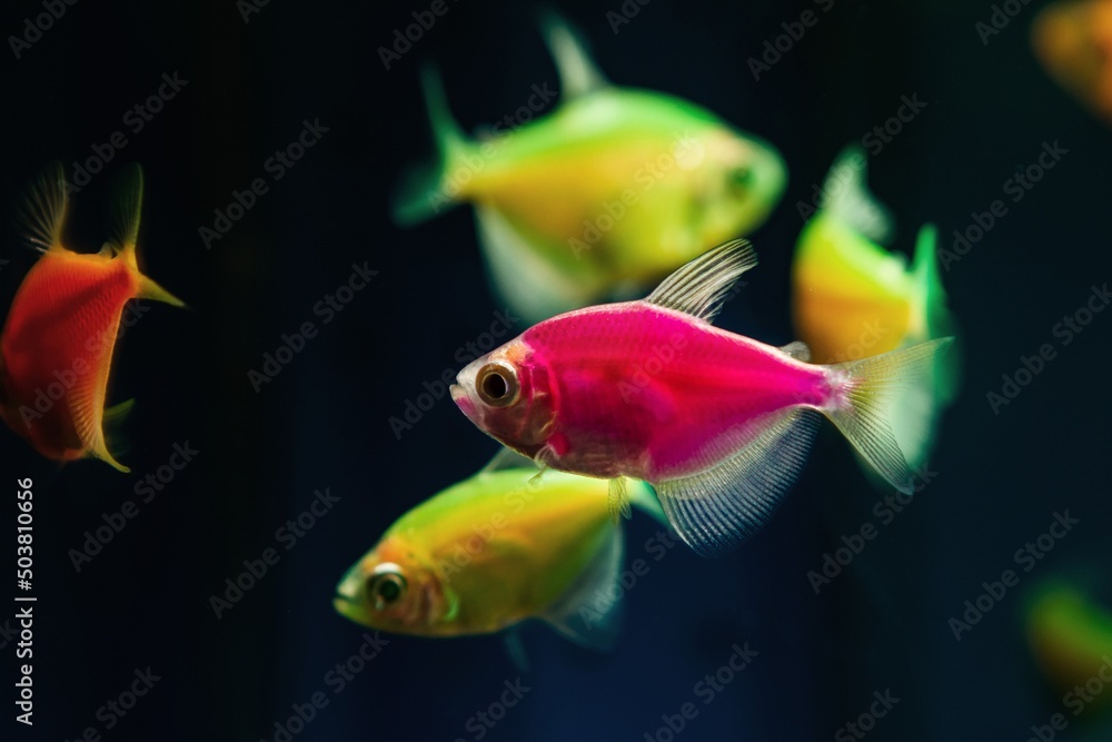 pink and lemon glowing tetra Glofish breed, colorful adults, freshwater