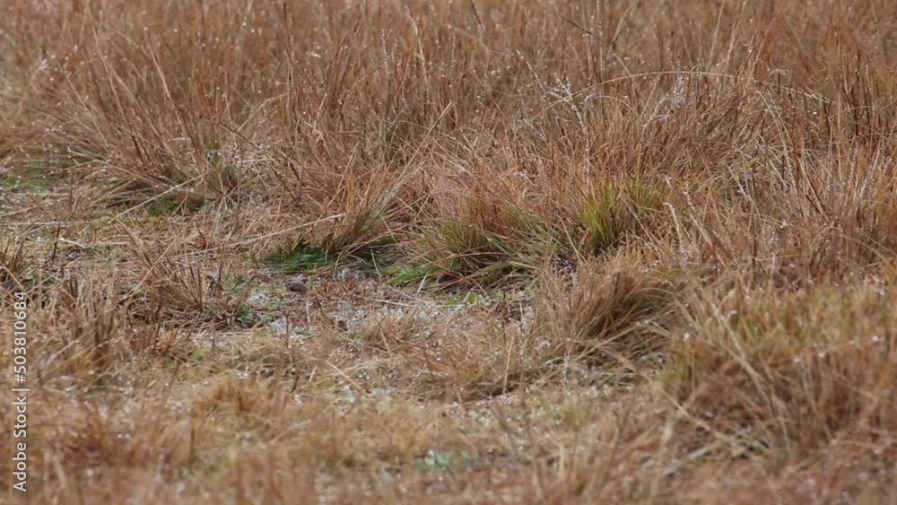 Dew drops on brown dry grass background texture.