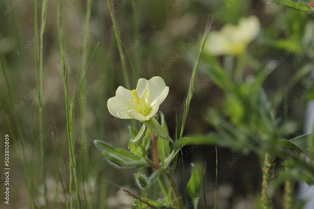 Fototapeta premium small wild flower