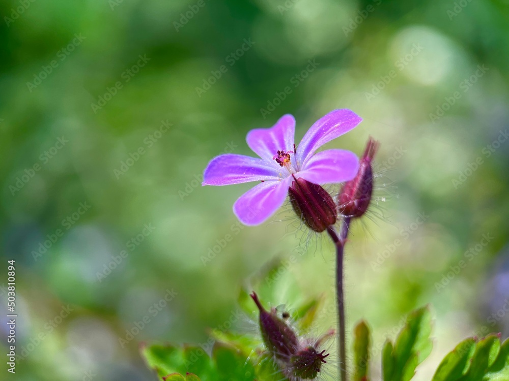 purple wild flower and blurred nature background . purple wild flower and blurred nature background .