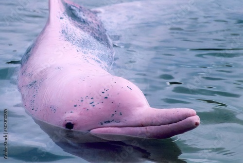 Fototapet pink dolphin in the water