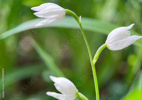 White flowers and green nature background.