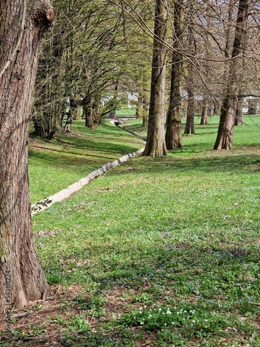 trees in the park