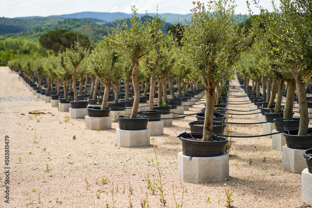 View in the rows of a young tree nursery. Growing plants trees