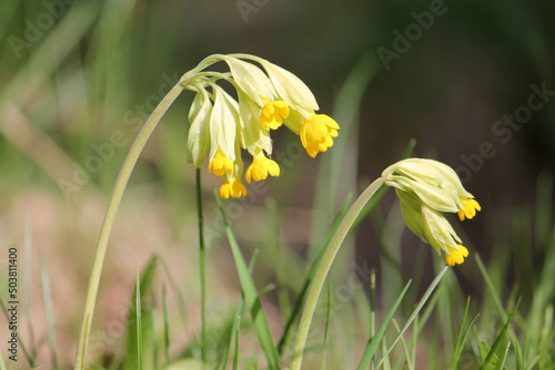 Flowering Primula veris (syn. Primula officinalis) or Common cowslip plant with yellow flowers in garden