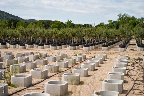 View in the rows of a young tree nursery. Growing plants trees