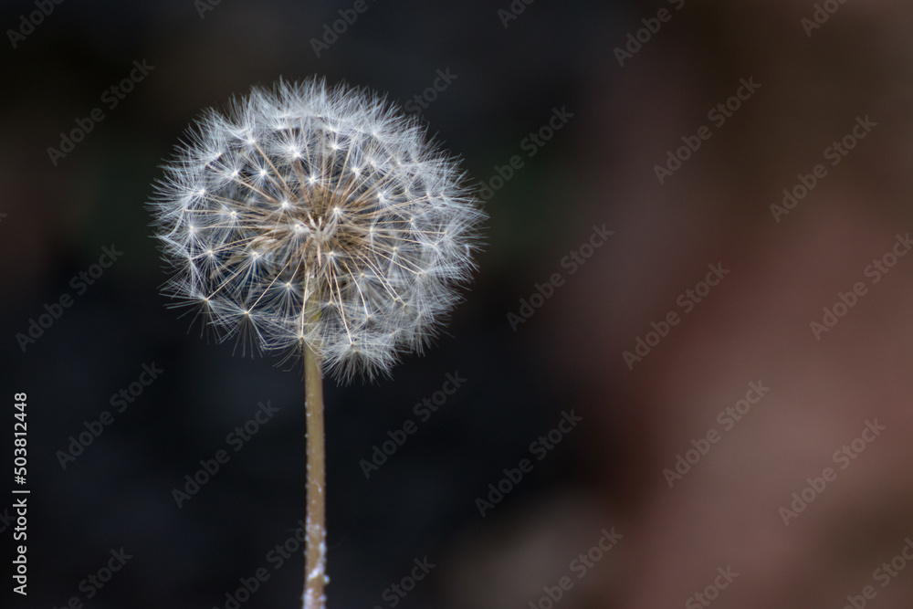 Obraz premium たんぽぽの綿毛 マクロイメージ